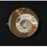A goniatite fossil brooch