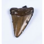 A sharks tooth and silver pendant