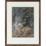 Archibald Thorburn (1860-1935)A large framed print signed in pencil depicting a jay, 50cm x 40cm