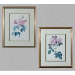 A pair of gilt framed prints depicting roses, overall size 55cm x 45cm