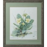 A framed water colour depicting primroses signed W M Young 1985