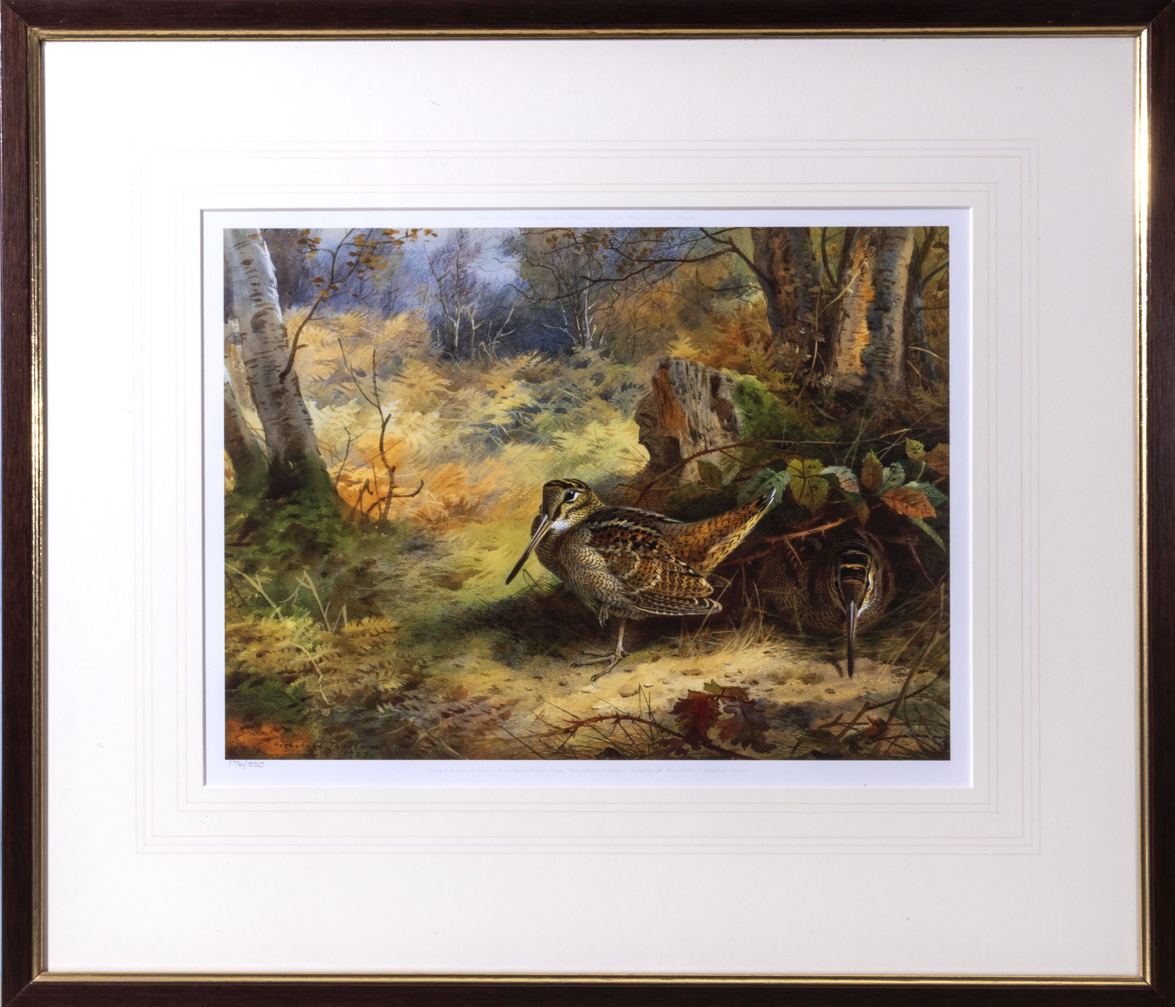 Archibald Thorburn - framed limited edition coloured print Woodcocks in a Glade #176/850image size