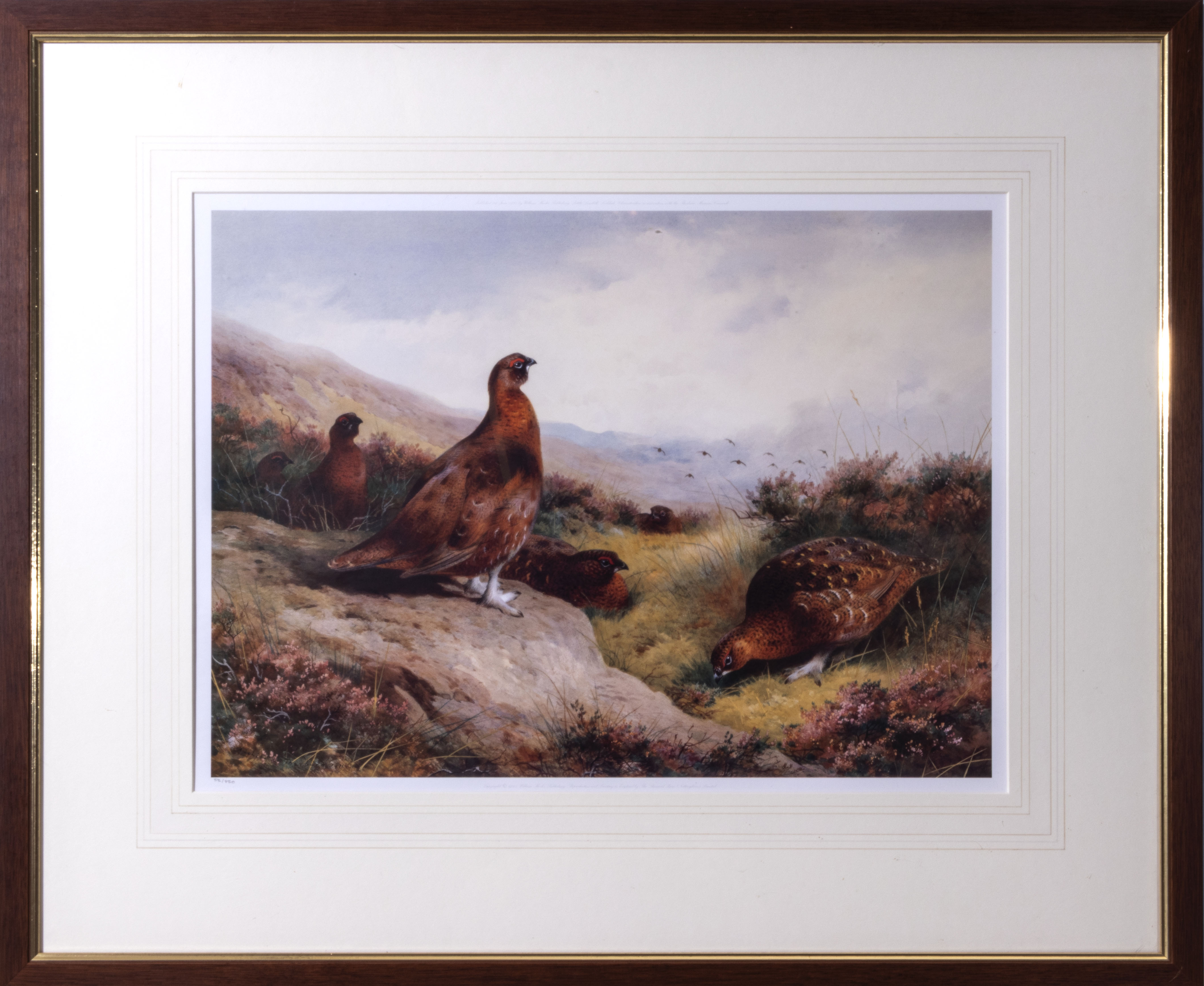 Archibald Thorburn - framed limited edition coloured print Grouse in a Highland Landscape #53/850