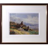 Archibald Thorburn - framed limited edition coloured print Grouse in the Highlands #53.850 image