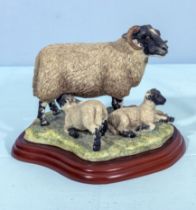 A Border Fine Arts figure group A1244 Black Face Ewe and Lambs