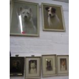 C.E.Stewart - Portraits of dogs, three watercolours and two larger pastels of various breeds,