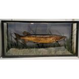 Taxidermy. A cased Northern Pike (Esox Lucius), preserved within a glazed presentation case,