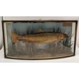 Taxidermy. A Victorian period cased trout, preserved in a glazed presentation box with bowed front