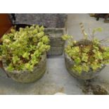 A selection of weathered garden planter to include a pair of circular pots with Hebe scrubs plated