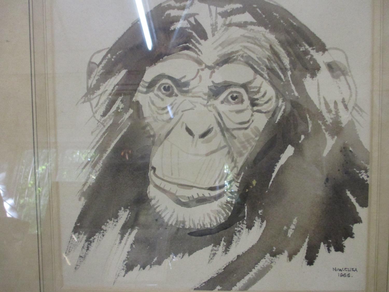 N U Cusa - a watercolour of a chimpanzee dated 1966 by the artist who was a member of the Society of - Image 5 of 5