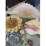 A small quantity of worldwide sea shells to include a conch shell and a basket made of multiple