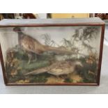 A cased taxidermy study of two pheasants, 56 h x 84 w x 23cm d Location:
