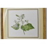 Graham Rust (1942) - a botanical study of a blossoming blackberry branch, watercolour signed and