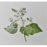 Graham Rust (1942) - a botanical study of a blossoming blackberry branch, watercolour signed and