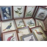 A collection of twelve framed bird prints, Location RWM