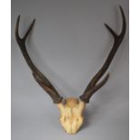 A Taxidermy Six Point Trophy Antler, 74cms High
