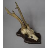 A Mounted Stag Trophy Antler on Wooden Plinth, 21.5cms High