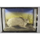 A Late 19th/Early 20th Century Cased Taxidermy Study of a White Rabbit, Case in Need of Attention