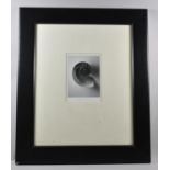 A Framed Monochrome Print, "Nautilus Pompilius", 20x15cm