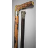 A Bone Handled Walking Stick and an Ebonised Walking Cane with White Metal Mounts