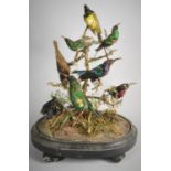 A Victorian Taxidermy Diorama of Eight Exotic Birds Including Humming Birds, Oval Wooden Plinth Base