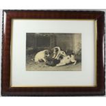 A Framed Print Depicting Terrier Pups with Rat In Trap, 31x21cm