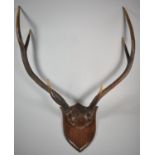 A Vintage Shield Mounted Stag Antler Trophy by Spicer, Leominster, Stamped and Numbered to Reverse