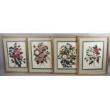 A Set of Four Large Gilt Framed Botanic Prints of Roses, Each 56x40cm