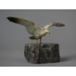 A Mid 20th Century Welsh Souvenir Cold Painted Metal Study of Seagull with Wings Outstretched on