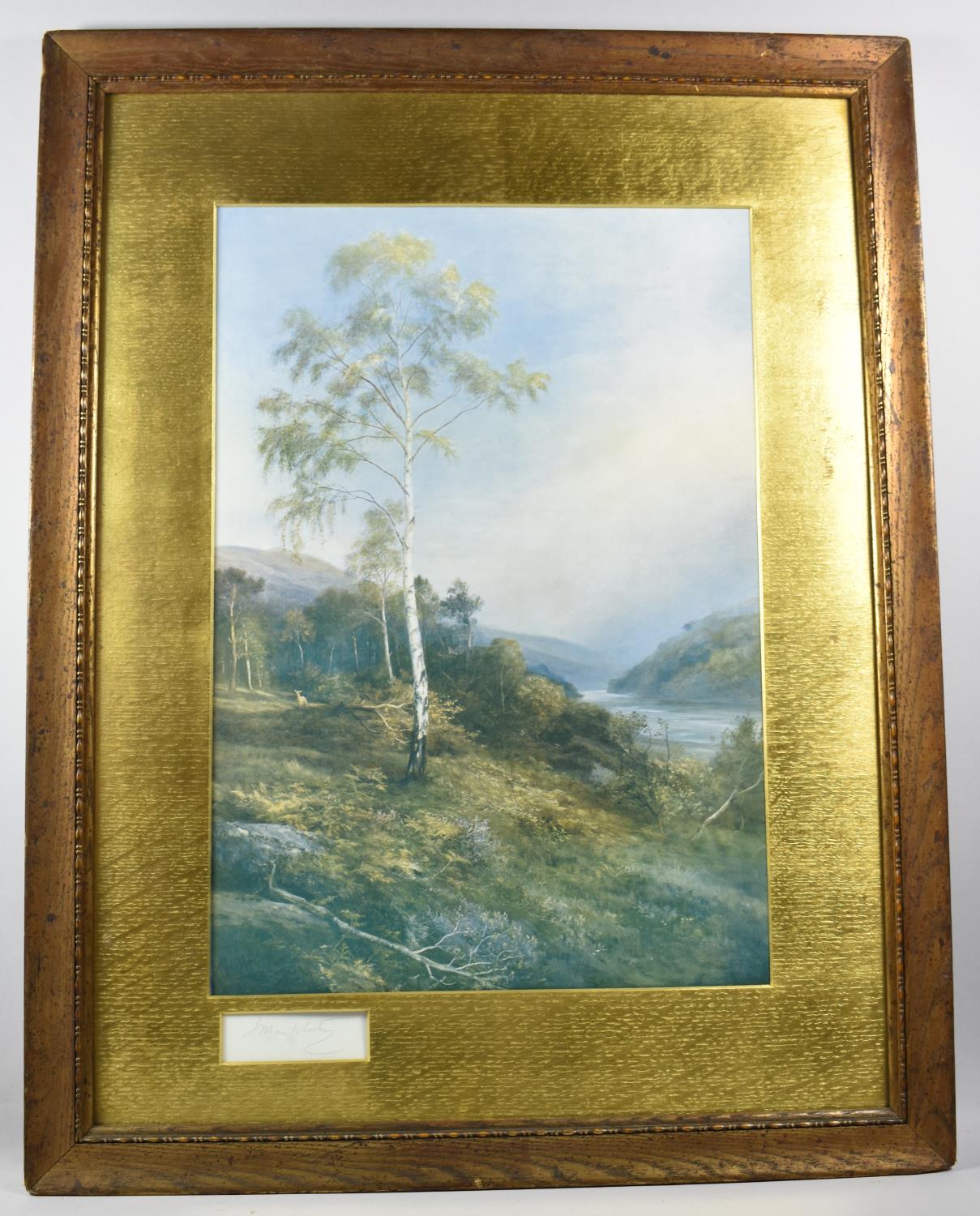 A Framed Print of Silver Birch, 50x35cm