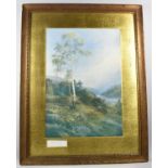 A Framed Print of Silver Birch, 50x35cm