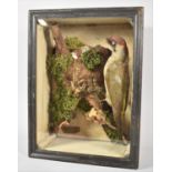 A Late Victorian/Edwardian Cased Taxidermy Study of a Green Woodpecker, Case 39.5x30cm