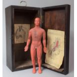 A 19th Century Mahogany Box, the Interior Fittings Removed and Containing a Plastic Medical Model of