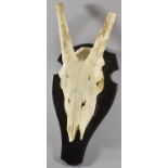 A Bleached Oryx Skull Mounted on Ebonised Shield Back, 43cm high