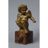 A Gilt Composition Seated Cherub on Wooden Cube Plinth, Total Height 28.5cm high