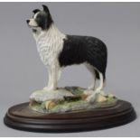 A Nature Craft Best of Breed Study of a Border Collie on Oval Wooden Plinth, 19cm Long
