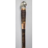 A Nice Quality Edwardian Walking Cane or Pacing Stick Having White Metal Finial and Silver Plated
