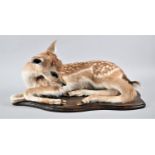 A Taxidermy Study of a Roe Fawn Deer, Reclining on Wooden Plinth, 54cm Long