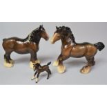 A Beswick Cantering Shire, Standing Shire and a Foal