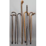 A Collection of Seven Various Wooden Walking Sticks