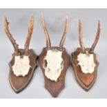 A Collection of Three Trophy Antlers on Shield Plinths