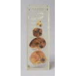 A Perspex Teaching Aid, Chick Development From Three Days to Twenty-one Days by Griffin Biological