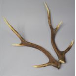 Two Vintage Three Point Trophy Antlers