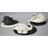 A Collection of Three Under Her Wing, The Royal Swan and Black Australian Swan Bisque Porcelain Swan