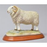 A Border Fine Art Study of a Welsh Mountain Ram, No.A1866, Sheep Breed Series