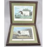 A Pair of Framed Cattle Prints, The Craven Heifer and Flower, Each 34x31cm Overall