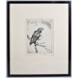 An Original Drypoint by H E Tuttle, Sharp Shinned Hawk