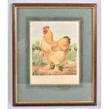 A Framed Print, Mr Tomlinson's Buff Cochin Cock, Sampson, After Ludlow, 23x18cm from Cassell's