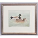 A Framed Watercolour, Mallards by Philip Snow, 23x17cm