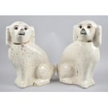 A Pair of Late 19th/Early 20th Century Staffordshire Spaniels with Glass Eyes, Each 34cm high